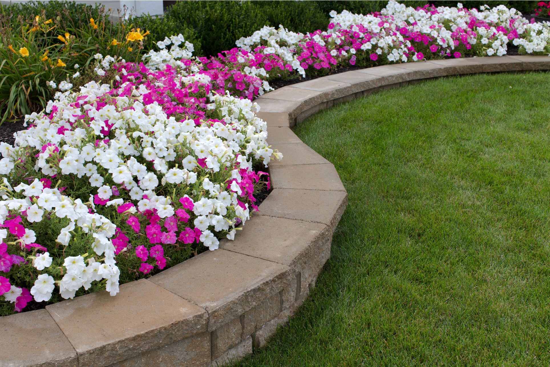 Pink and White petunias with a brick retaining wall built by our Castle Hill Landscaping team